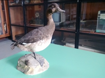 Determinazione Palmipede uno